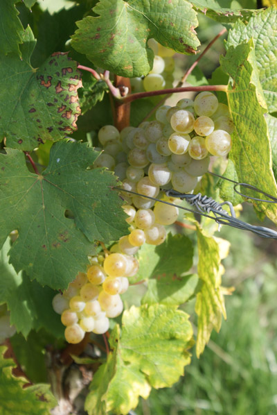 grappe © 123 Savoie