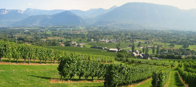 vignes à Apremont © 123 Savoie