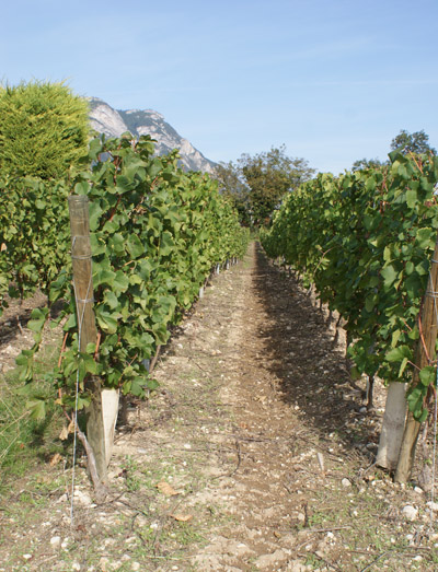 vignes © 123 Savoie